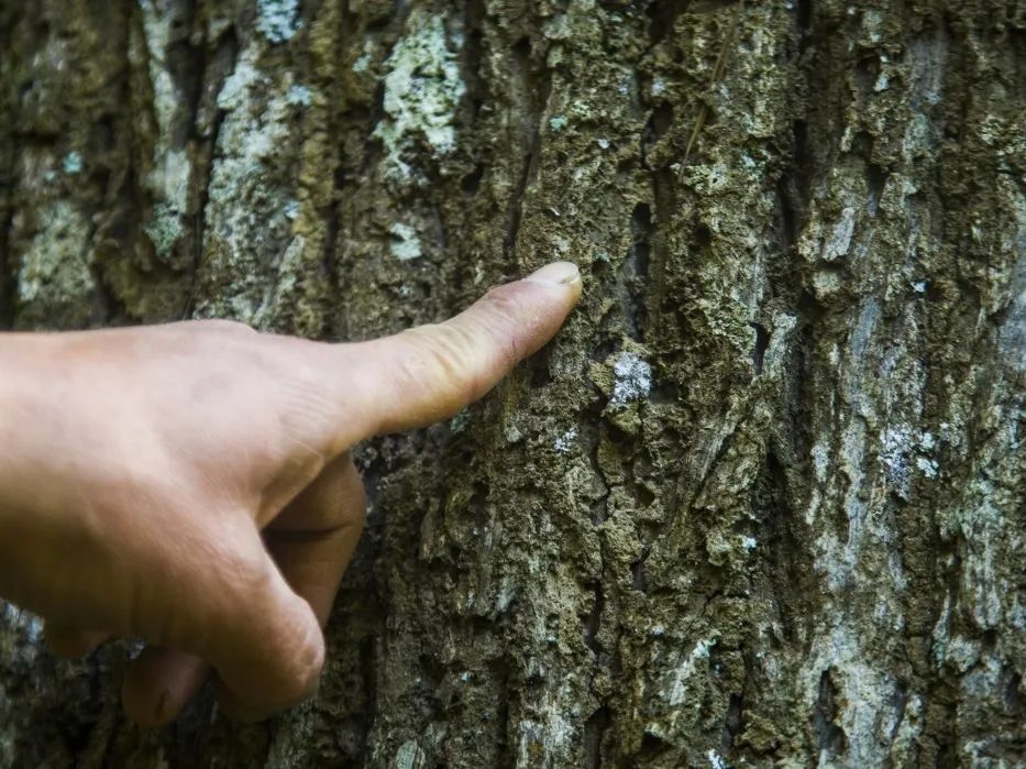 【金森榜樣】護(hù)林員邱玉祥的一天:想一輩子與青山相伴 【金森榜樣】護(hù)林員邱玉祥的一天:想一輩子與青山相伴