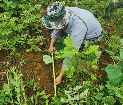 嚴把森林培育質量關，譜寫資源培育新篇章