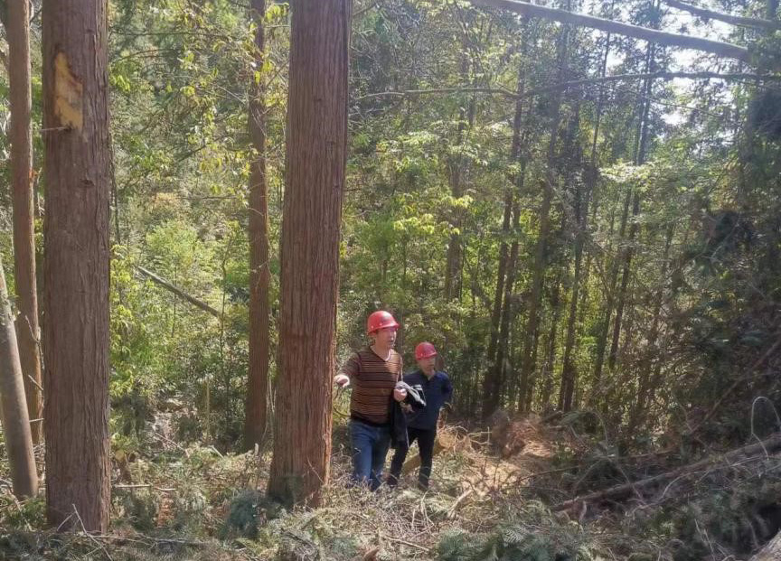 “兩節”前夕，“綠盾”行動——福建金森嚴格把關林木采伐施工